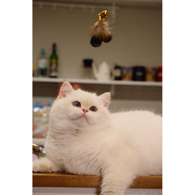 成約済の広島県のブリティッシュショートヘア-135828の8枚目