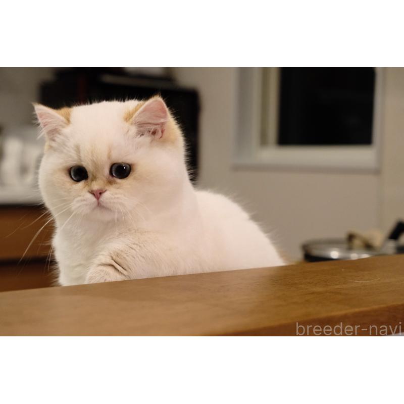 成約済の広島県のブリティッシュショートヘア-135828の7枚目