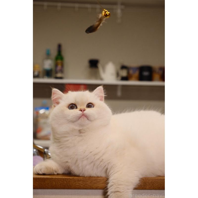 成約済の広島県のブリティッシュショートヘア-135828の6枚目