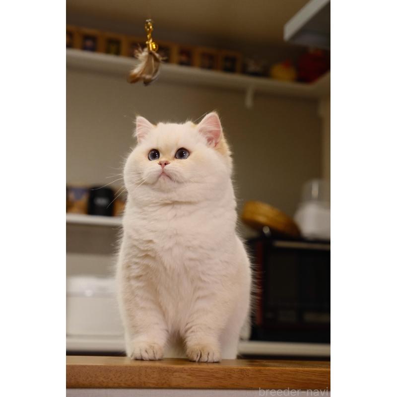 成約済の広島県のブリティッシュショートヘア-135828の5枚目