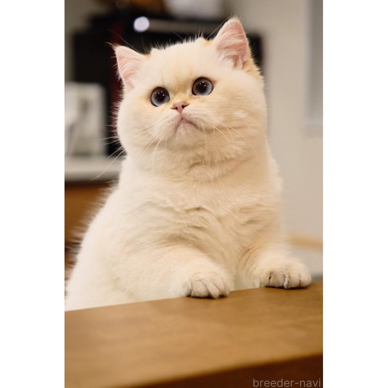 成約済の広島県のブリティッシュショートヘア-135828の4枚目