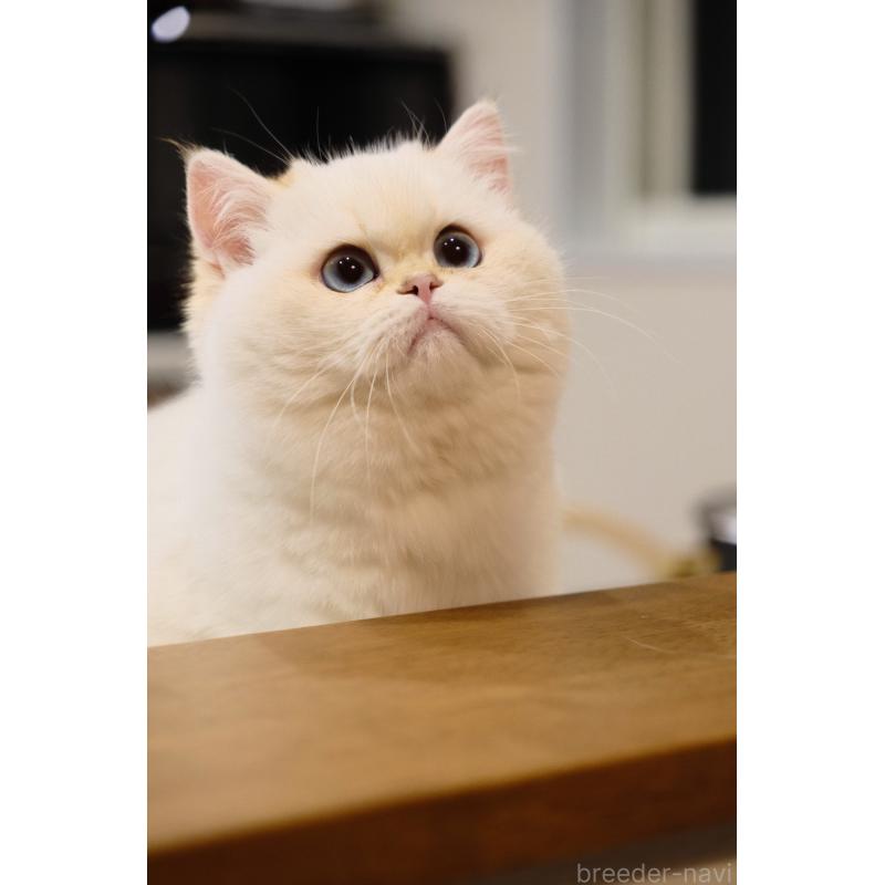 成約済の広島県のブリティッシュショートヘア-135828の3枚目