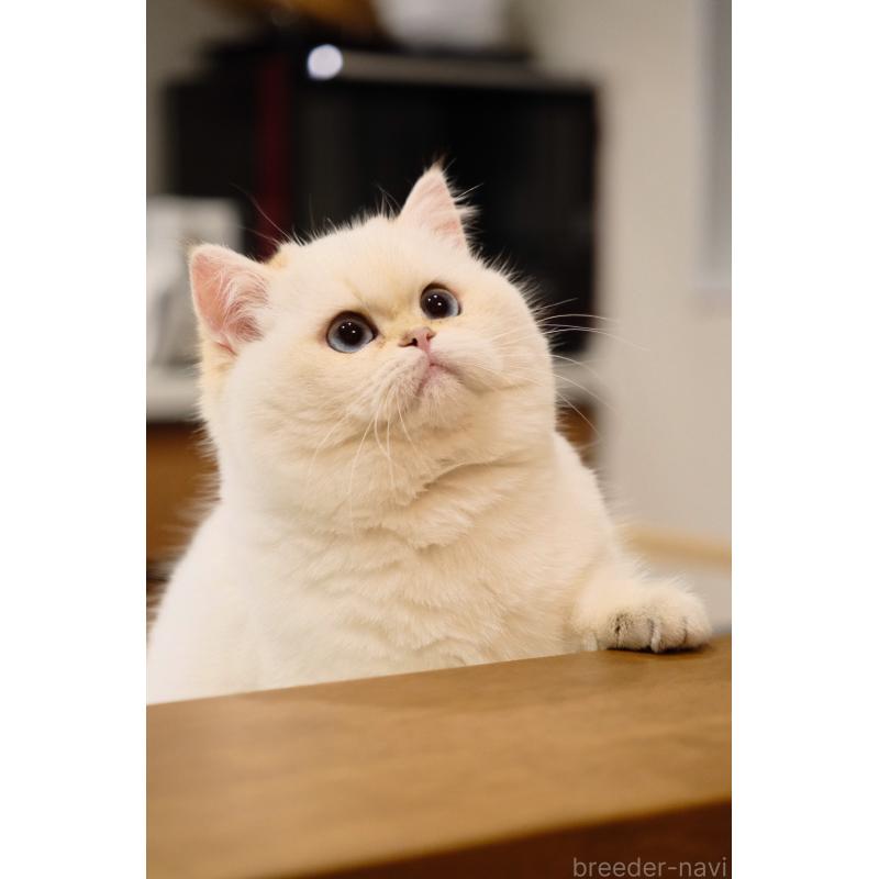 成約済の広島県のブリティッシュショートヘア-135828の2枚目