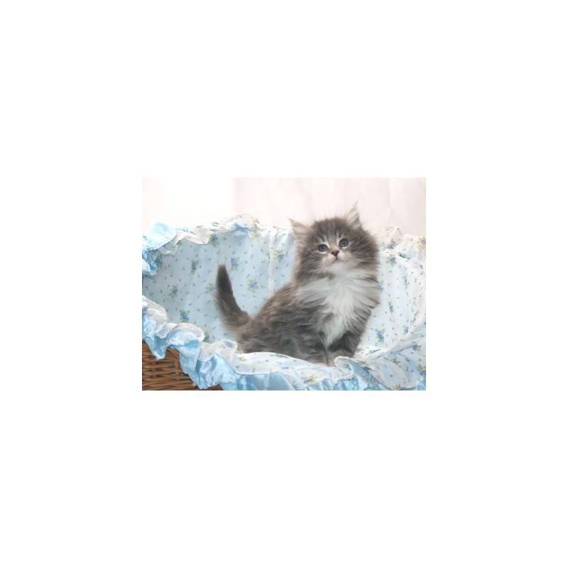 販売中の静岡県のノルウェージャンフォレストキャット-135967の4枚目