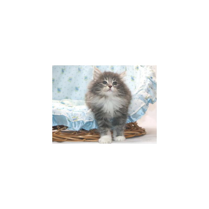 販売中の静岡県のノルウェージャンフォレストキャット-135967の3枚目