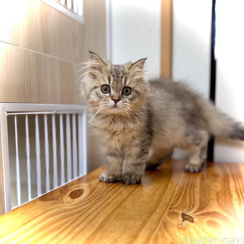 販売中の三重県のブリティッシュロングヘア-133189