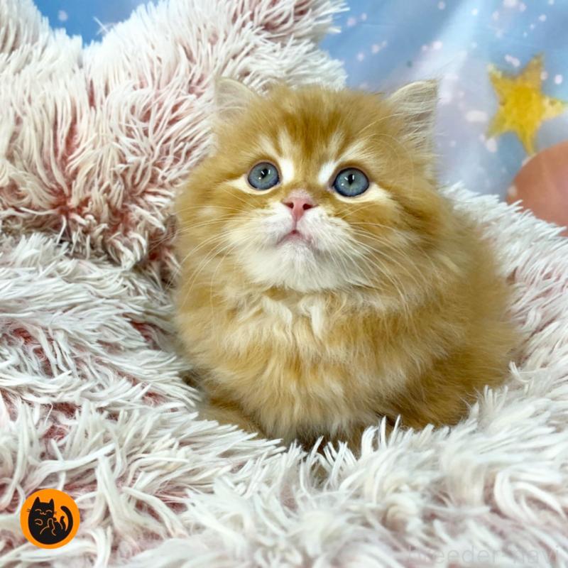 販売中の大阪府のスコティッシュフォールド-134071