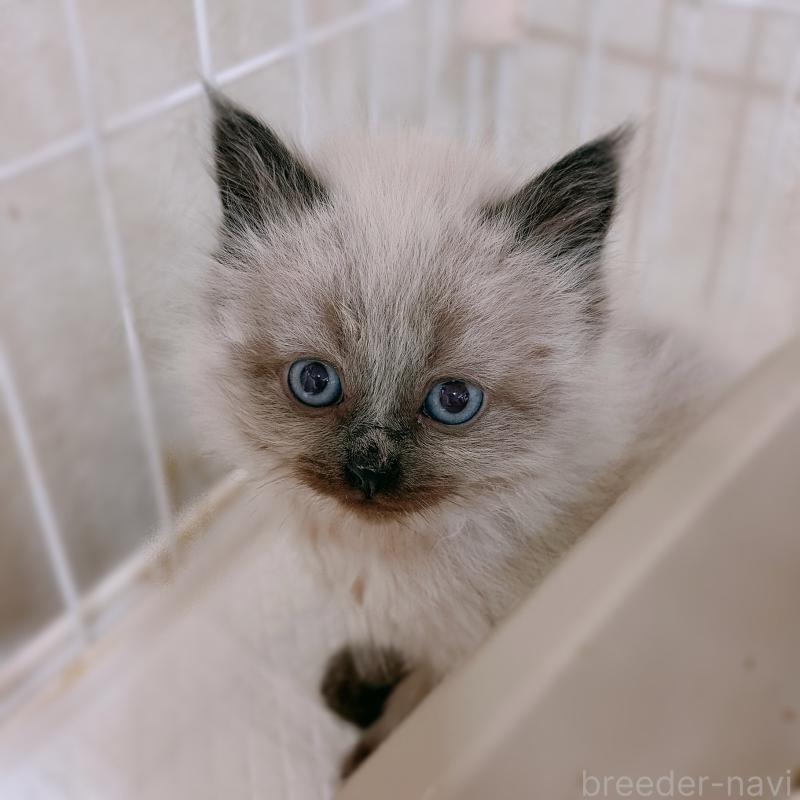 販売中の大阪府のサイベリアン-134639の11枚目