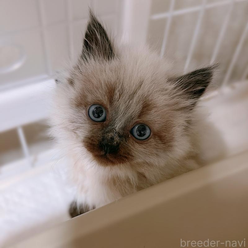 販売中の大阪府のサイベリアン-134639の10枚目