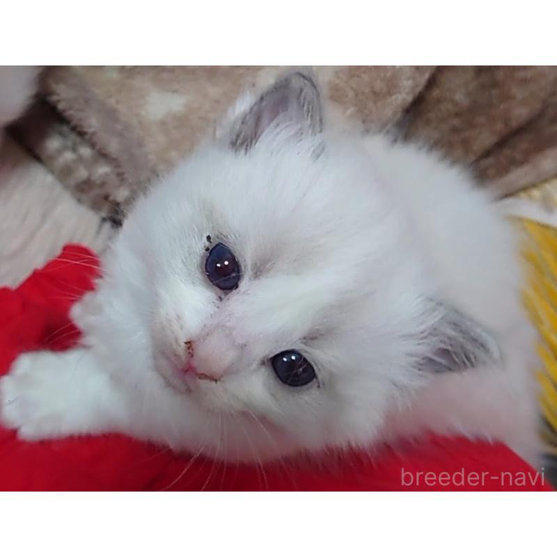 販売中の兵庫県のラグドール-135887の2枚目