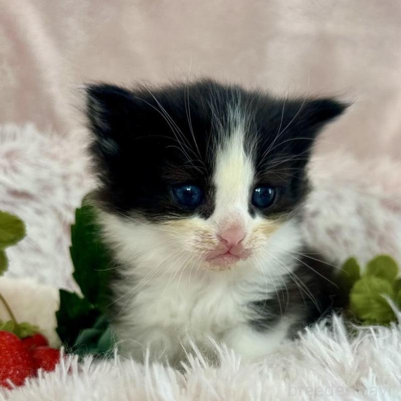 販売中の兵庫県のノルウェージャンフォレストキャット-135888の5枚目