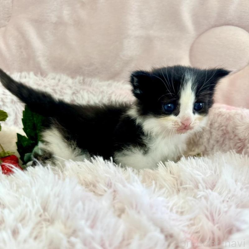 販売中の兵庫県のノルウェージャンフォレストキャット-135888の3枚目