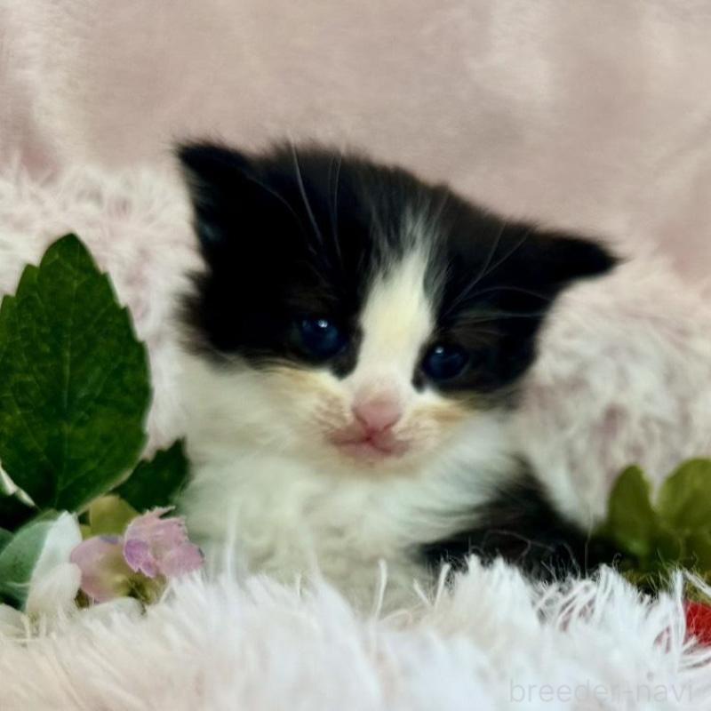 販売中の兵庫県のノルウェージャンフォレストキャット-135888の2枚目