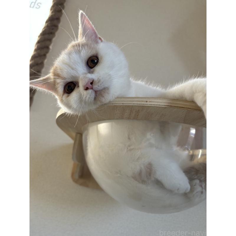 販売中の広島県のブリティッシュショートヘア-129414の5枚目