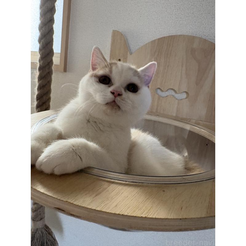 販売中の広島県のブリティッシュショートヘア-129414の4枚目