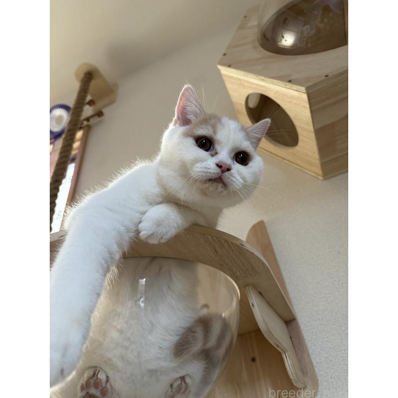 販売中の広島県のブリティッシュショートヘア-129414の3枚目