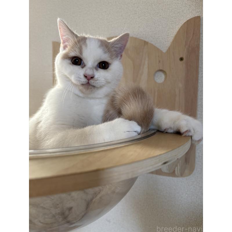 販売中の広島県のブリティッシュショートヘア-129414の2枚目