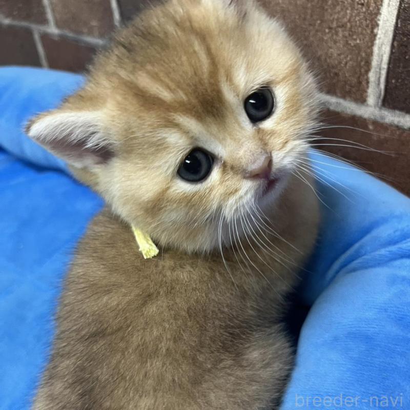 販売中の東京都のブリティッシュショートヘア-135889の15枚目