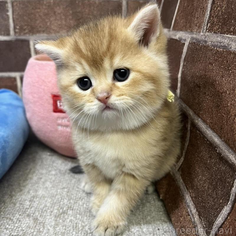 販売中の東京都のブリティッシュショートヘア-135889の14枚目