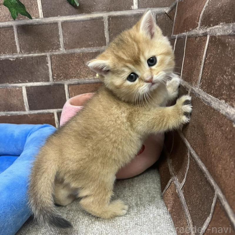 販売中の東京都のブリティッシュショートヘア-135889の13枚目