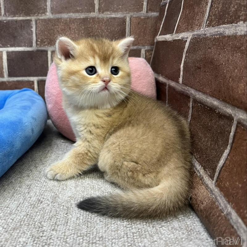 販売中の東京都のブリティッシュショートヘア-135889の11枚目