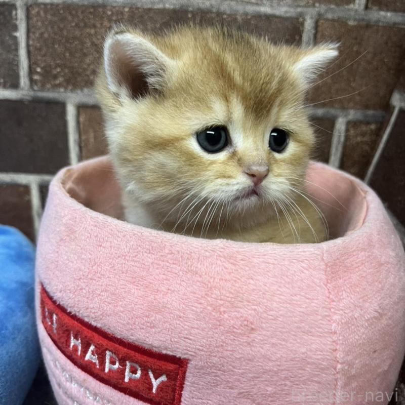 販売中の東京都のブリティッシュショートヘア-135889の10枚目