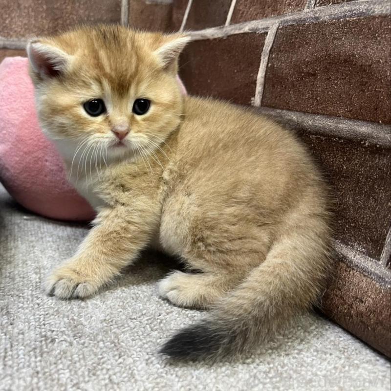 販売中の東京都のブリティッシュショートヘア-135889の9枚目