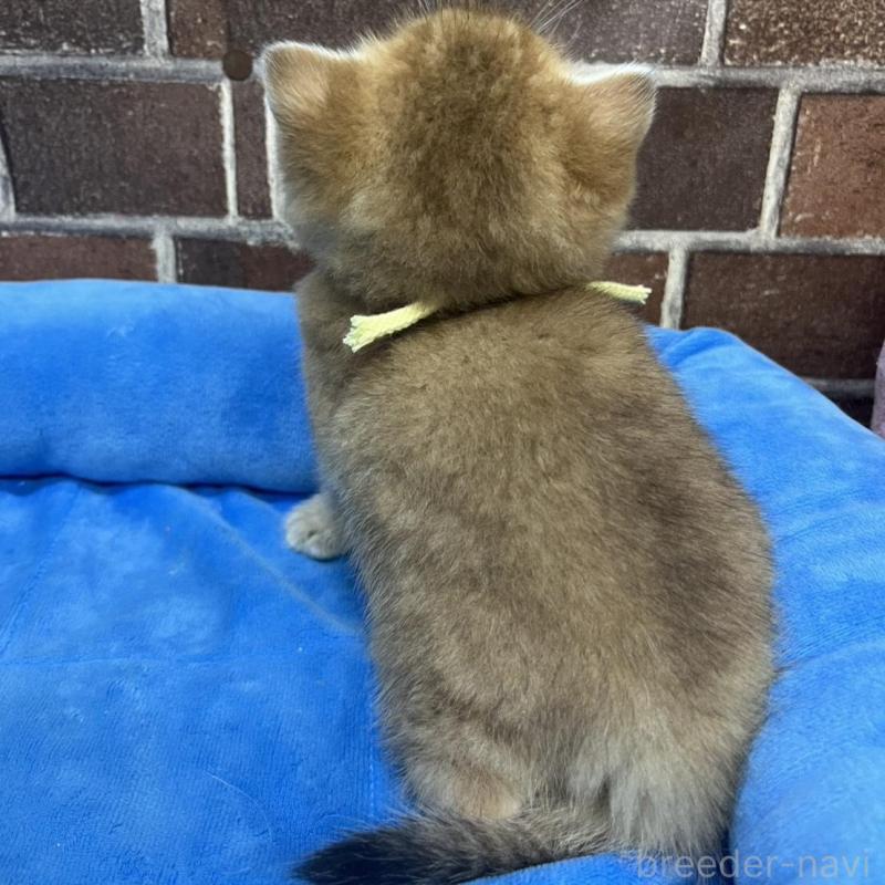 販売中の東京都のブリティッシュショートヘア-135889の8枚目