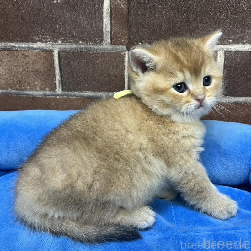 販売中の東京都のブリティッシュショートヘア-135889の7枚目