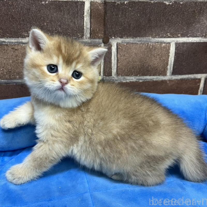 販売中の東京都のブリティッシュショートヘア-135889の5枚目