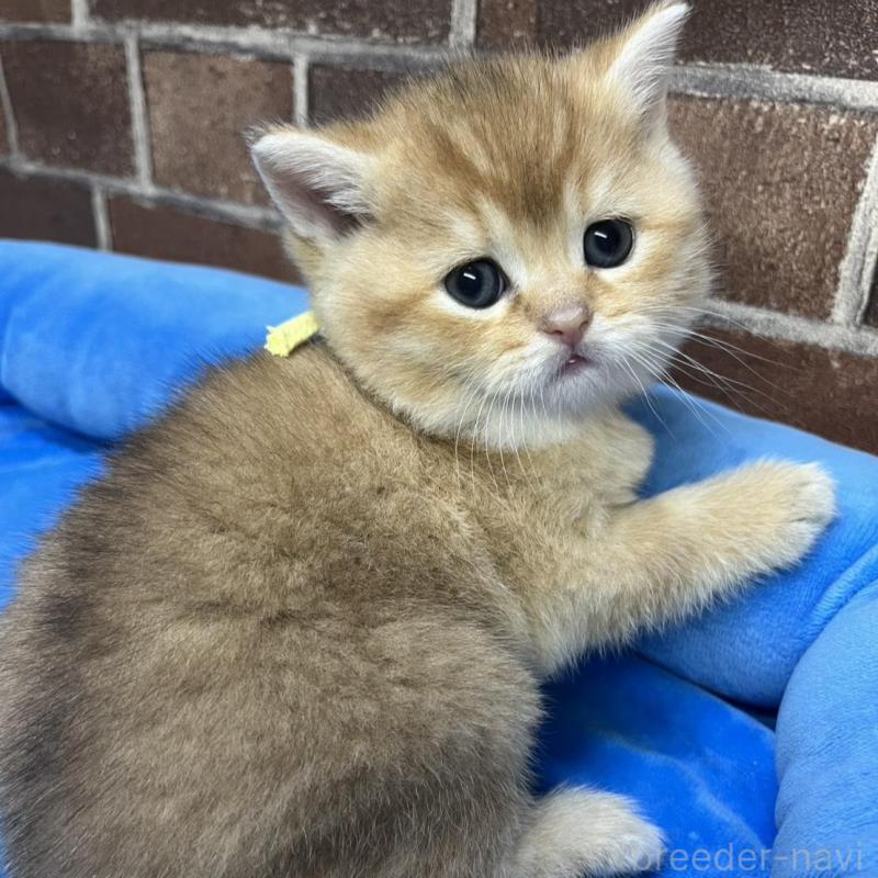 販売中の東京都のブリティッシュショートヘア-135889の4枚目