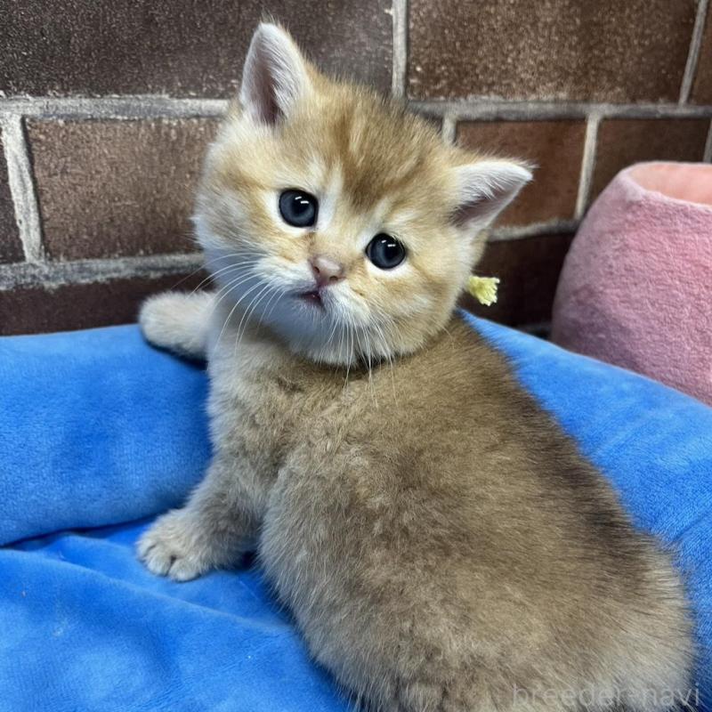 販売中の東京都のブリティッシュショートヘア-135889の3枚目