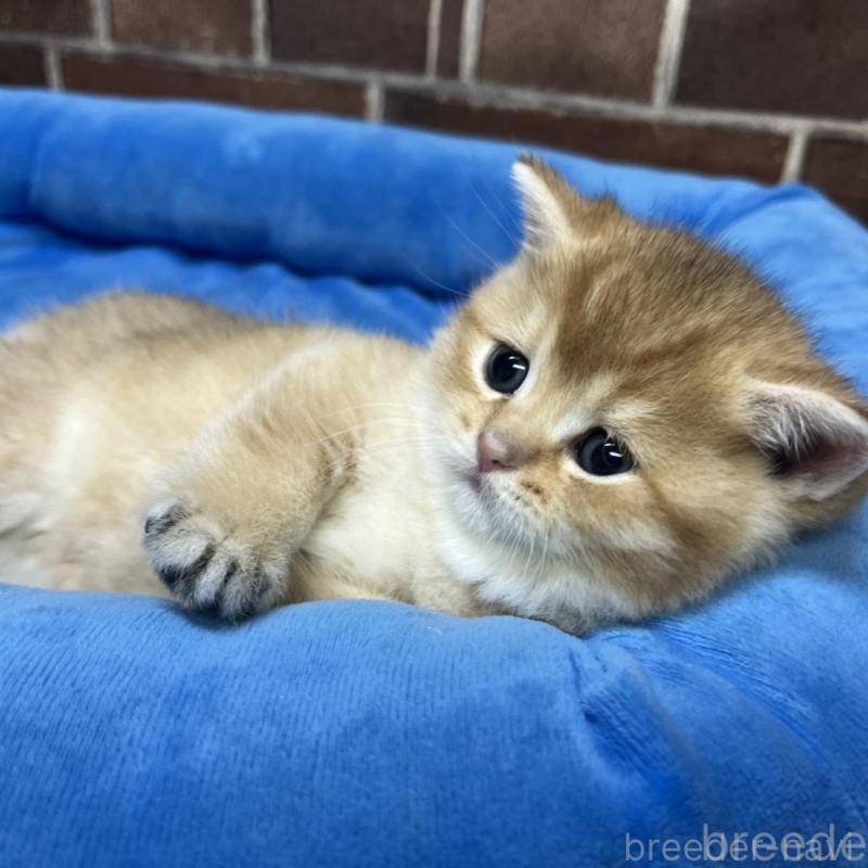 販売中の東京都のブリティッシュショートヘア-135889の2枚目