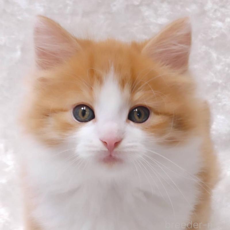 販売中の神奈川県のノルウェージャンフォレストキャット-135970の1枚目