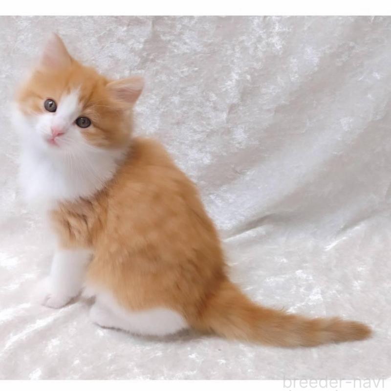 販売中の神奈川県のノルウェージャンフォレストキャット-135970の5枚目