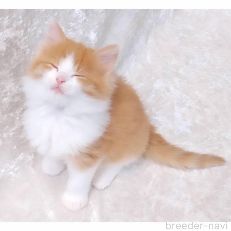 販売中の神奈川県のノルウェージャンフォレストキャット-135970の4枚目