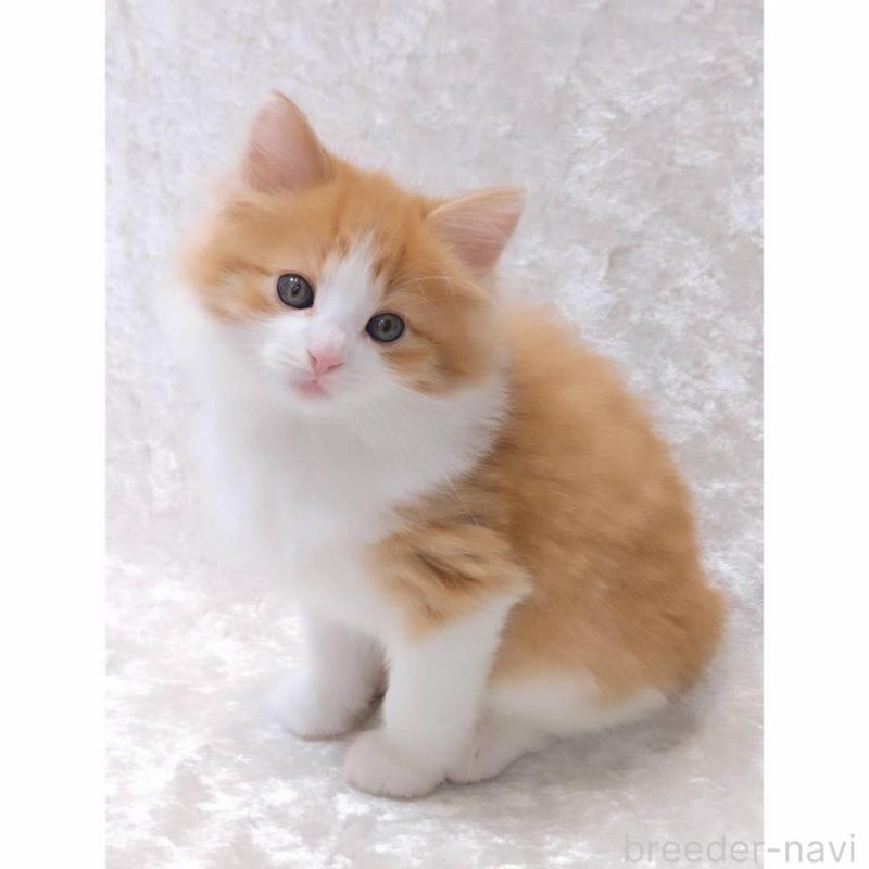 販売中の神奈川県のノルウェージャンフォレストキャット-135970の3枚目
