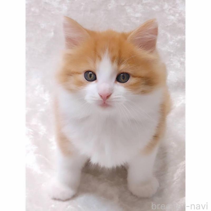 販売中の神奈川県のノルウェージャンフォレストキャット-135970の2枚目