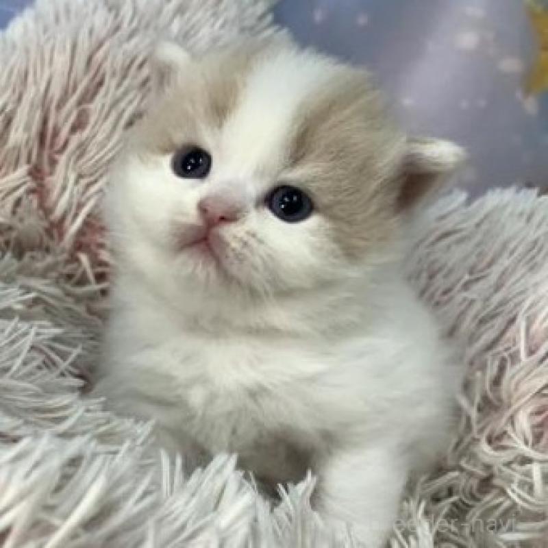 販売中の大阪府のスコティッシュフォールド-135972の6枚目