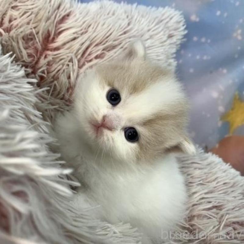 販売中の大阪府のスコティッシュフォールド-135972の5枚目