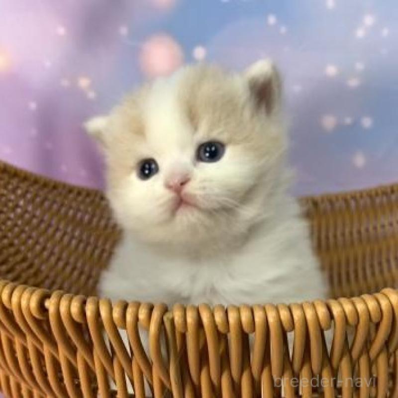 販売中の大阪府のスコティッシュフォールド-135972の4枚目