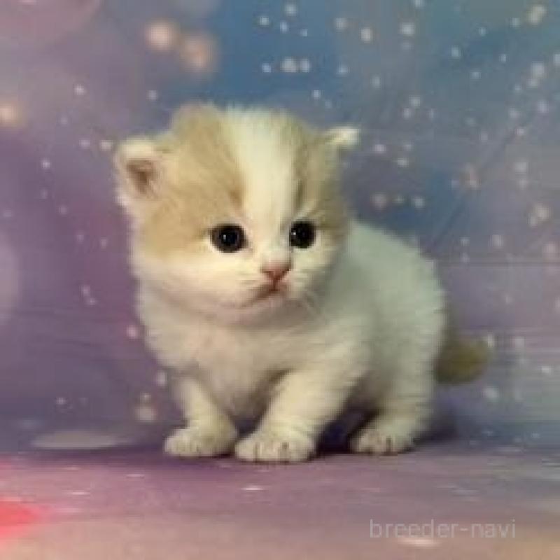 販売中の大阪府のスコティッシュフォールド-135972の3枚目