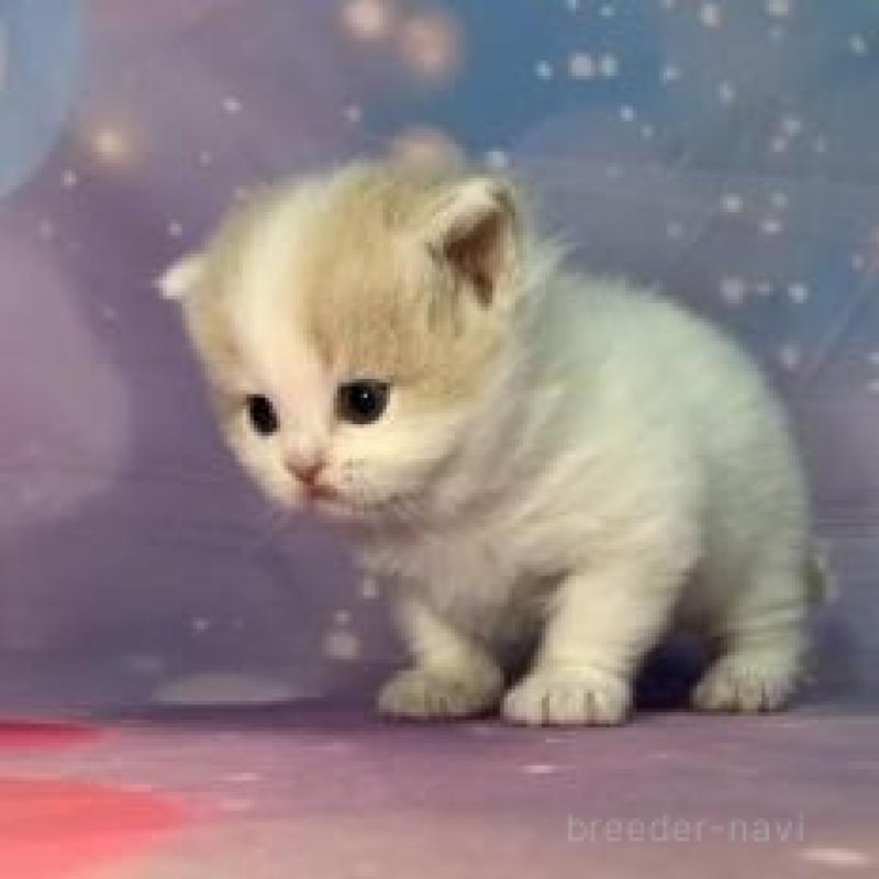 販売中の大阪府のスコティッシュフォールド-135972の2枚目