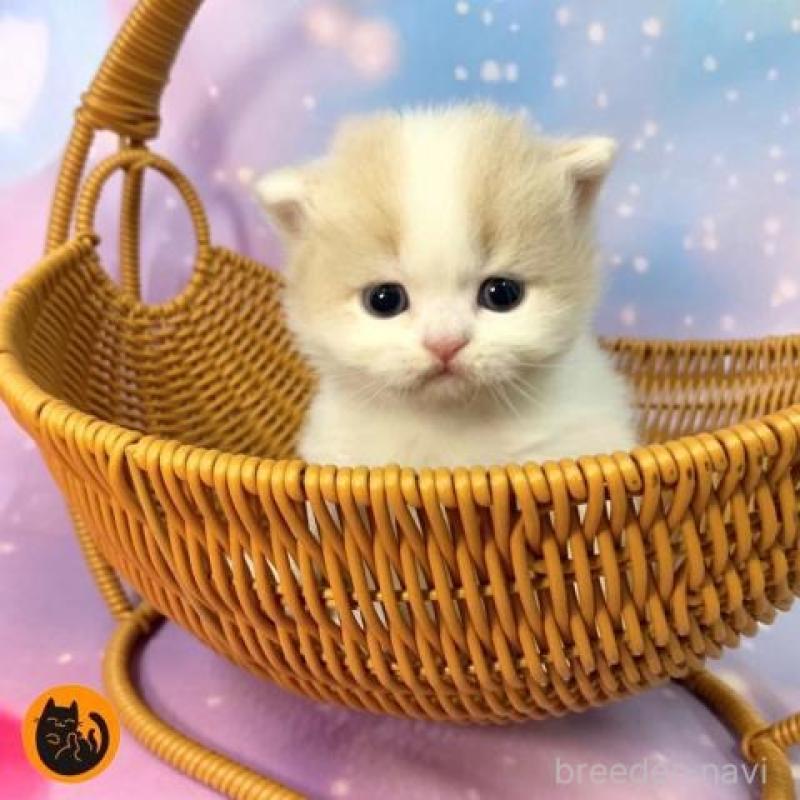 販売中の大阪府のスコティッシュフォールド-135972