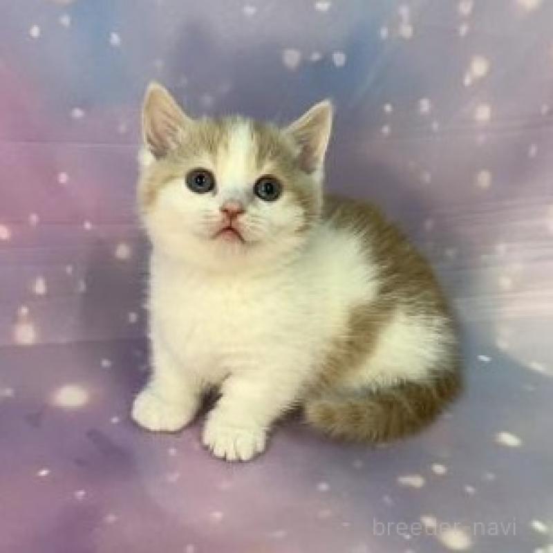 販売中の大阪府のマンチカン(短足)-135973の6枚目