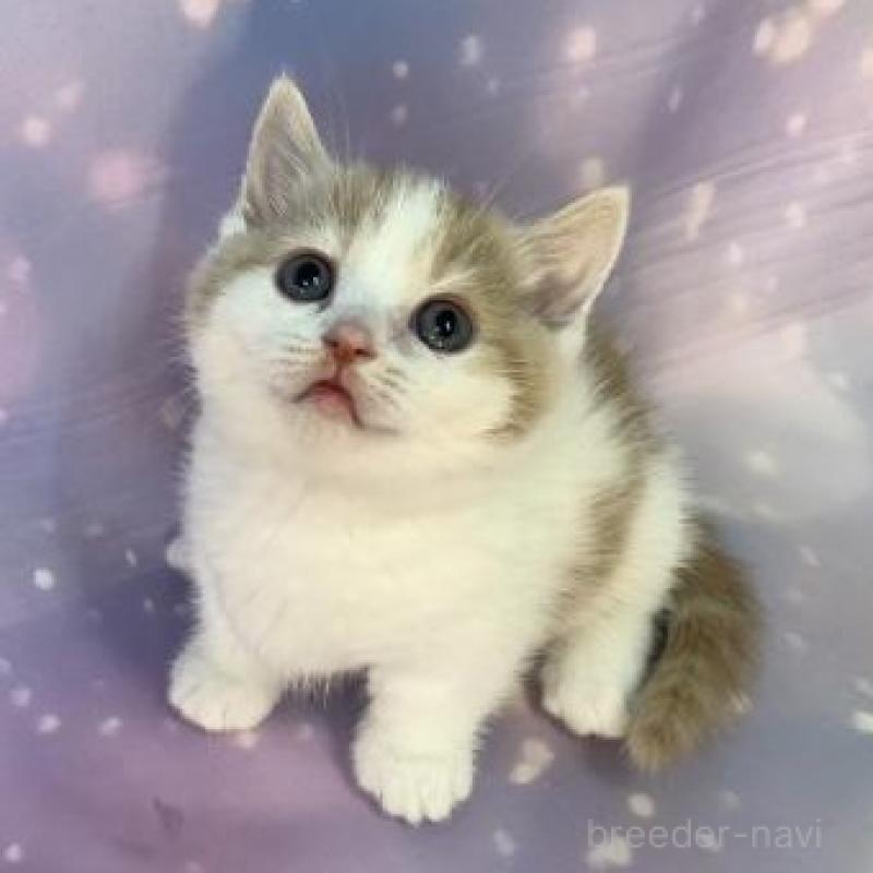 販売中の大阪府のマンチカン(短足)-135973の5枚目