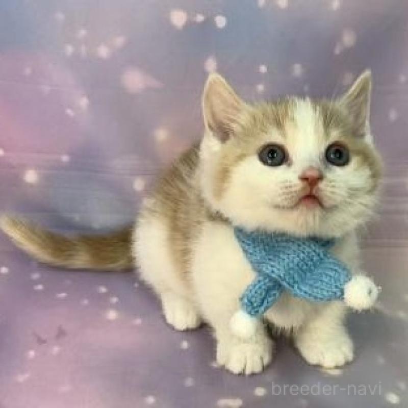 販売中の大阪府のマンチカン(短足)-135973の4枚目