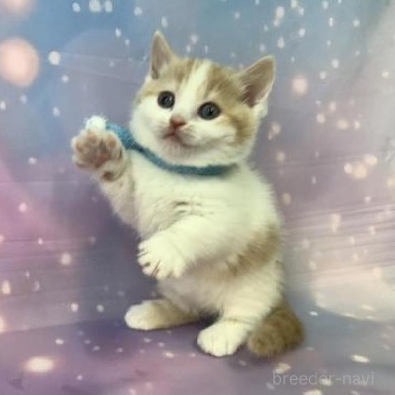 販売中の大阪府のマンチカン(短足)-135973の2枚目