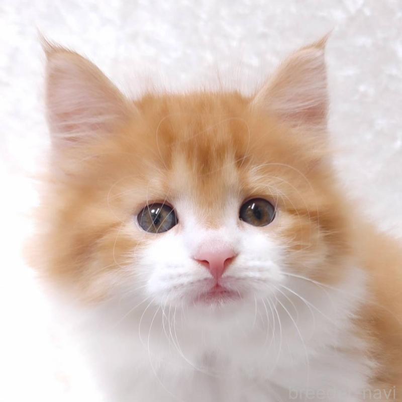 販売中の神奈川県のノルウェージャンフォレストキャット-135974