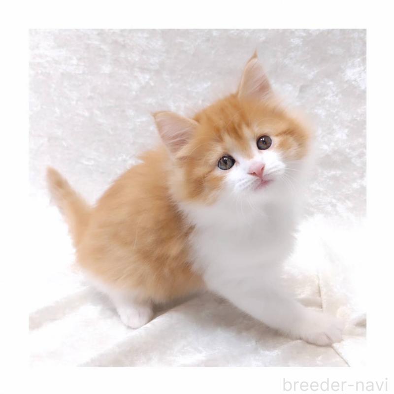 販売中の神奈川県のノルウェージャンフォレストキャット-135974の4枚目